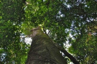 Gabon : Disparition mystérieuse dÂ’un écogarde dans un parc national